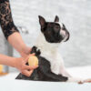 hund som badar med en schampobar